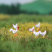 5 poules et un coq Leghorn de bassecour - VAN PETERGEM SCENARY HOK12 - 1/87