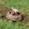 1 couple de cigogne et leur 2 petits avec leur nid - VAN PETERGEM SCENARY HOK18 - 1/87
