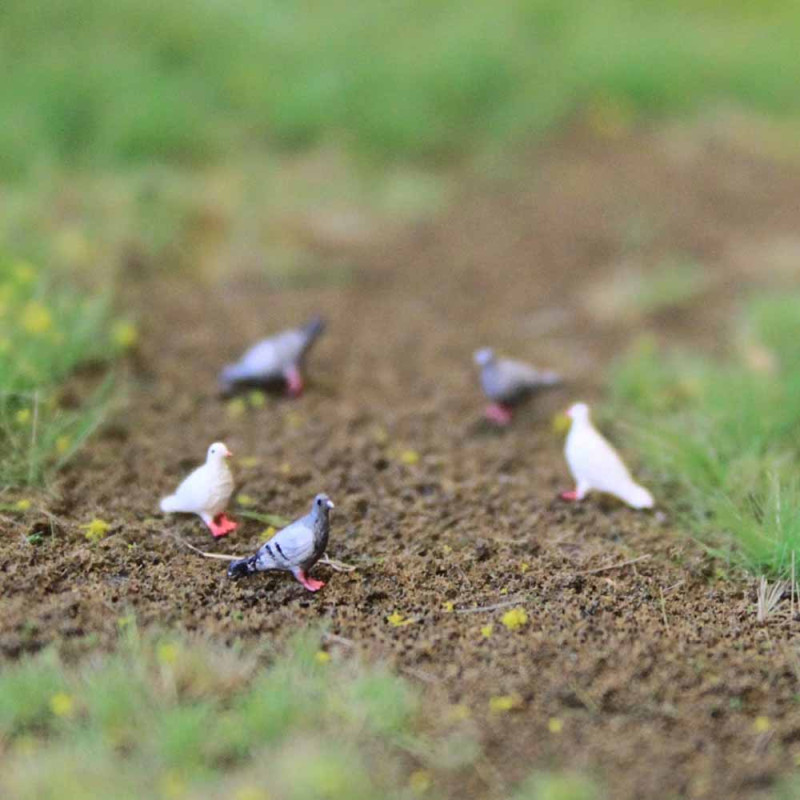 5 pigeons de ville - VAN PETERGEM SCENARY HOK23 - 1/87