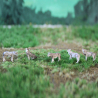 5 loups gris d'Europe - VAN PETERGEM SCENARY HOK06 - HO 1/87