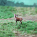 1 cerf pendant le brâme - VAN PETERGEM SCENARY HOK04 - HO 1/87