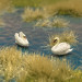 Un couple de cygne - VAN PETERGEM SCENARY HOK20 - HO 1/87