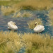 Un couple de cygne - VAN PETERGEM SCENARY HOK20 - HO 1/87