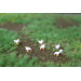 5 poules et un coq Leghorn de bassecour - VAN PETERGEM SCENARY HOK12 - 1/87