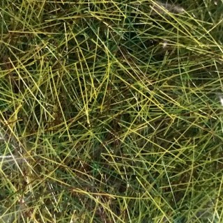 flocage herbes d'été 10mm sachet 50g- Toutes échelles-HEKI 3377