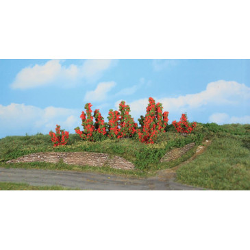 6 rosiers, 3-6 cm - HEKI 11801