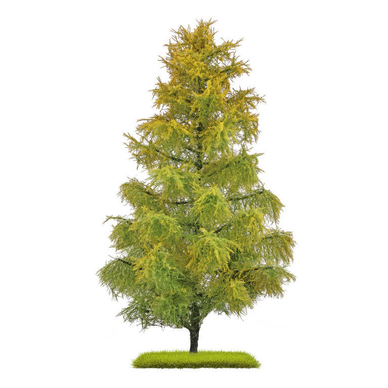 Mélèze, 210mm,bicolore de fin d'été - BUSCH 3817 - HO 1/87