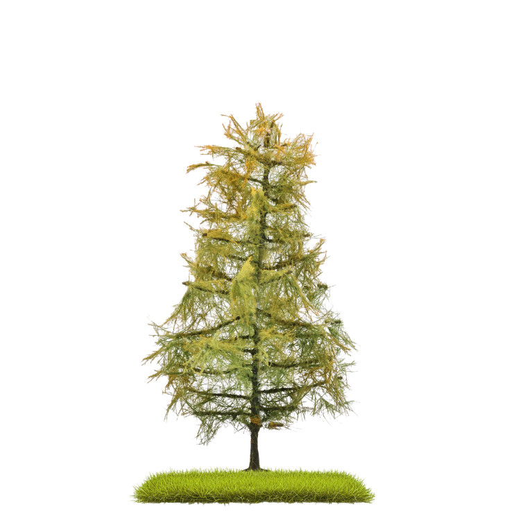 Mélèze, 140mm, bicolore de fin d'été - BUSCH 3816 - HO 1/87