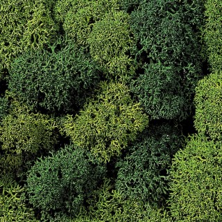 Lichen mousse vert 35g - Toutes échelles-NOCH 08610