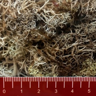 Lichen mousse coloris d'automne 35g Toutes échelles-NOCH 08630 