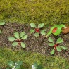 28 plants de Rhubarbe-HO-1/87-FALLER 181273