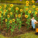 16 Tournesols - HO 1/87 - FALLER 181256