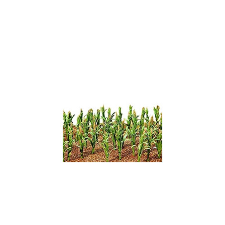 Culture Agricole
