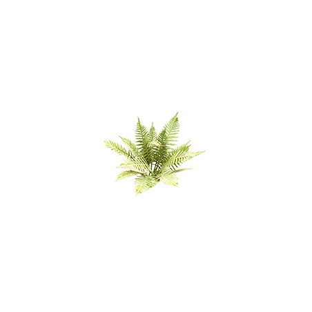 Plante Forêt Campagne