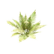 Plante Forêt Campagne